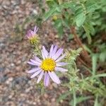 Machaeranthera tanacetifolia Flor