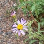 Machaeranthera tanacetifolia പുഷ്പം