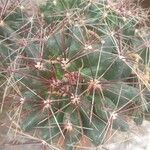 Ferocactus hamatacanthusFlor