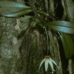 Bulbophyllum flabellum-veneris ശീലം