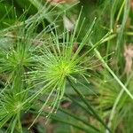 Cyperus haspan Natur