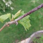 Platanus × acerifolia Blad