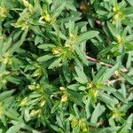 Pectis prostrata Hoja