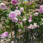 Rosa centifolia Blüte
