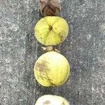 Carya laciniosa Fruit