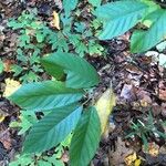 Frangula caroliniana Leaf