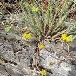 Petrosedum montanum Habitatea