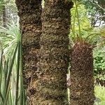 Cycas circinalis Bark