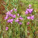 Calopogon tuberosus Žiedas