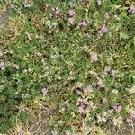 Glandularia gooddingii Habit