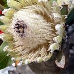 Protea cynaroides Fiore