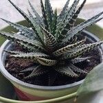 Haworthia fasciata Blad