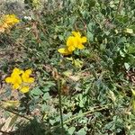 Coronilla minima Flower