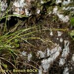 Carex brachystachys Beste bat