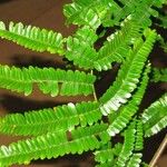Pseudopiptadenia psilostachya Yaprak