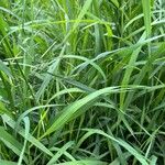 Bromus inermis Fuelha