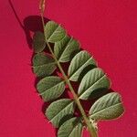 Lathyrus setifolius Leaf