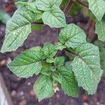 Physalis pruinosa Hoja