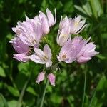 Allium roseum Kvet