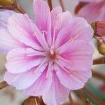 Lewisia longipetala ᱵᱟᱦᱟ