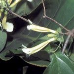 Anemopaegma parkeri Flor