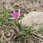 Erythronium dens-canis Habitus