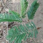 Vachellia cornigera Folio