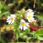 Euphrasia officinalisFloare