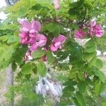 Robinia hispida Hoja