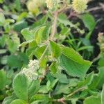 Cyathula uncinulata Blatt