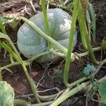 Cucurbita maxima Fruit