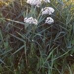 Pimpinella major Habitus