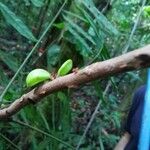 Connarus fasciculatus Fruto