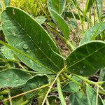 Crotalaria mitchellii Лист