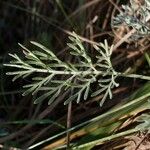Artemisia santonicum Листок