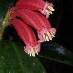 Hillia triflora