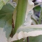 Nicotiana tomentosa Corteccia