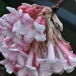 Viburnum × bodnantense Flor