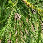 Cryptomeria japonica Frugt