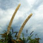 Phleum pratense 果實
