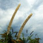 Phleum pratense 果實