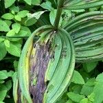 Veratrum nigrum 葉