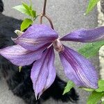Clematis integrifolia Blomst