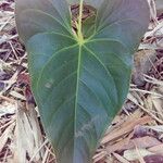 Anthurium andraeanum Leaf