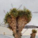 Yucca thompsoniana 整株植物