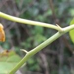 Gomesa bifolia Corteza
