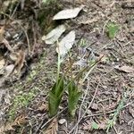 Scoliopus bigelovii Flor