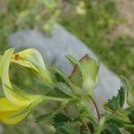 Ononis striata Flower
