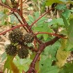 Ricinus communisFlower