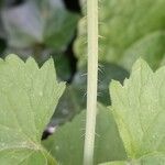 Lunaria rediviva പുറംതൊലി